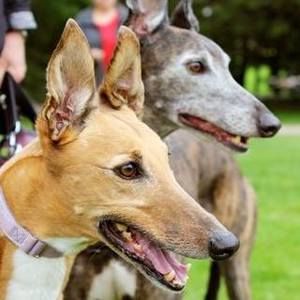 Meet your Posher, Abigail